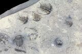 Ceraurus Trilobites + Bryozoans From New York - Epic Plate! #70577-5